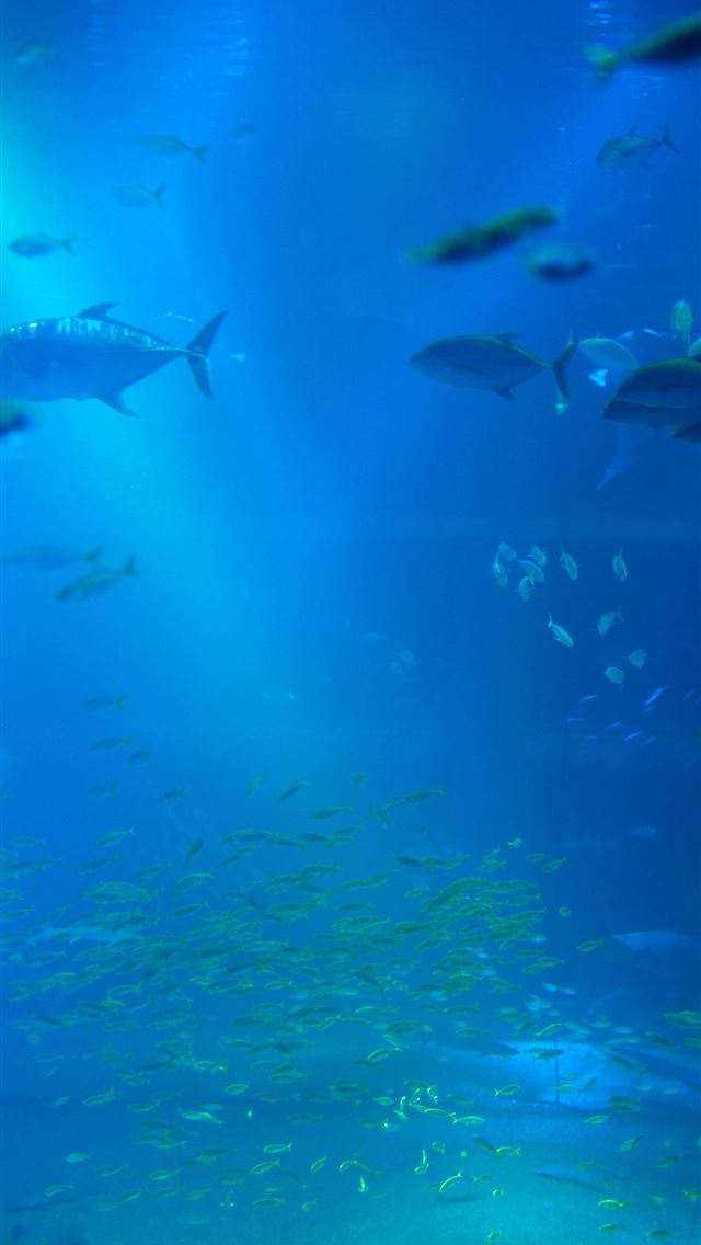 640x1136 Best 38 Aquarium Backgrounds on Hip -  iPhone Wallpaper