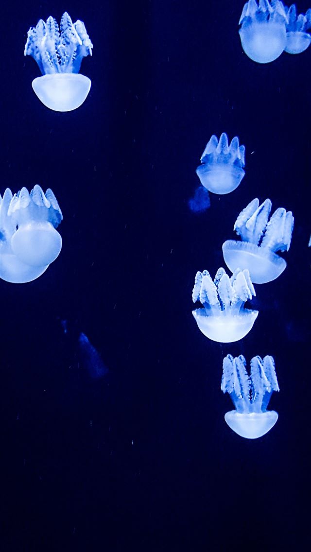 1284x2778 Small blue jellyfishes aquarium Samsung Galaxy S8 ... - aquarium iPhone Wallpaper