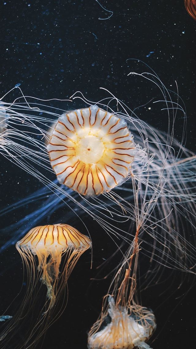 640x1136 aquarium animals aquatic jellyfish samsung galaxy ... -  iPhone Wallpaper