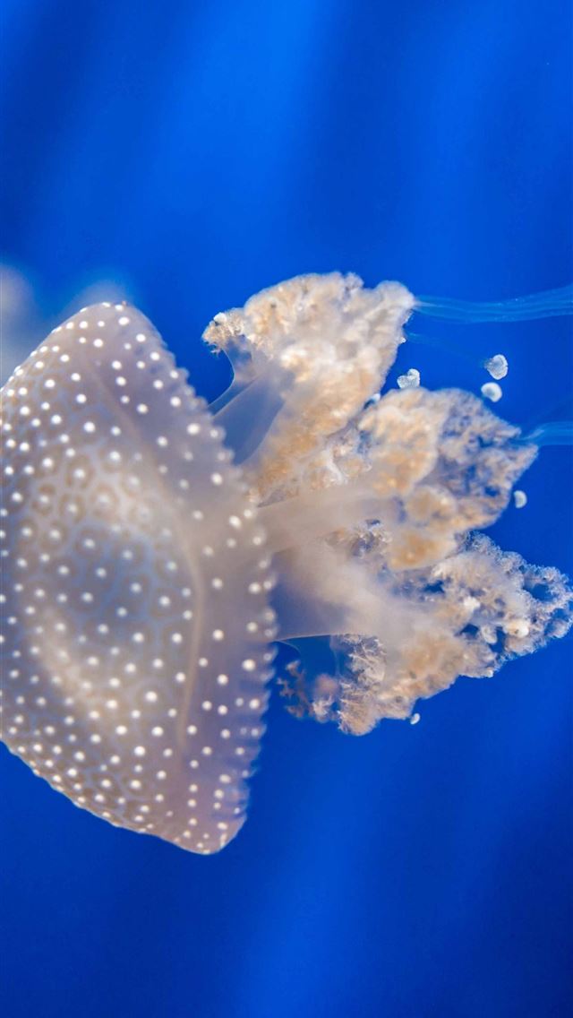 1284x2778 Sea Nettle 4k 5k 8k Jellyfish medusa Genoa Aquariu... - aquarium iPhone Wallpaper