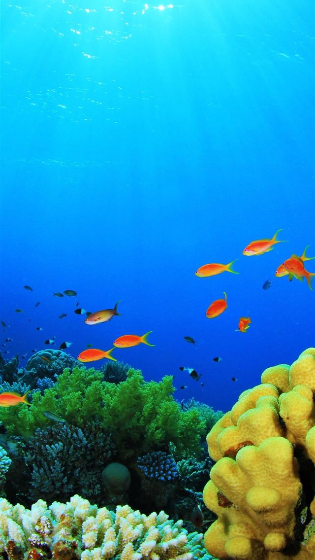 640x1136 Fish Aquarium Desktop Background -  iPhone Wallpaper