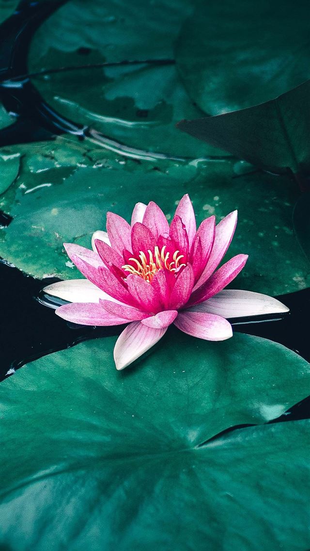1284x2778 Lotus Flower Ultra HD Cave - lotus flower iPhone Wallpaper