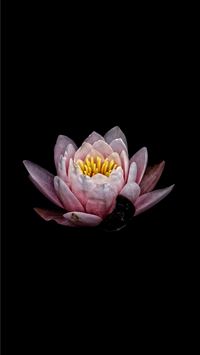 lotus flower wallpaper