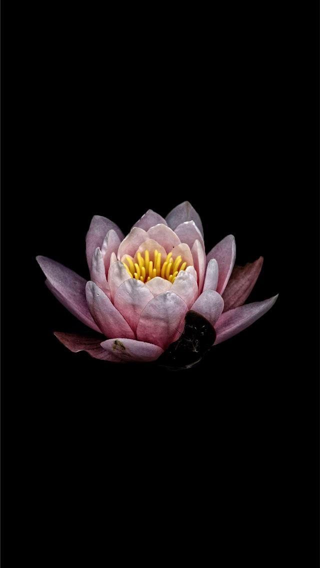 1284x2778 lotus flower - lotus flower iPhone Wallpaper