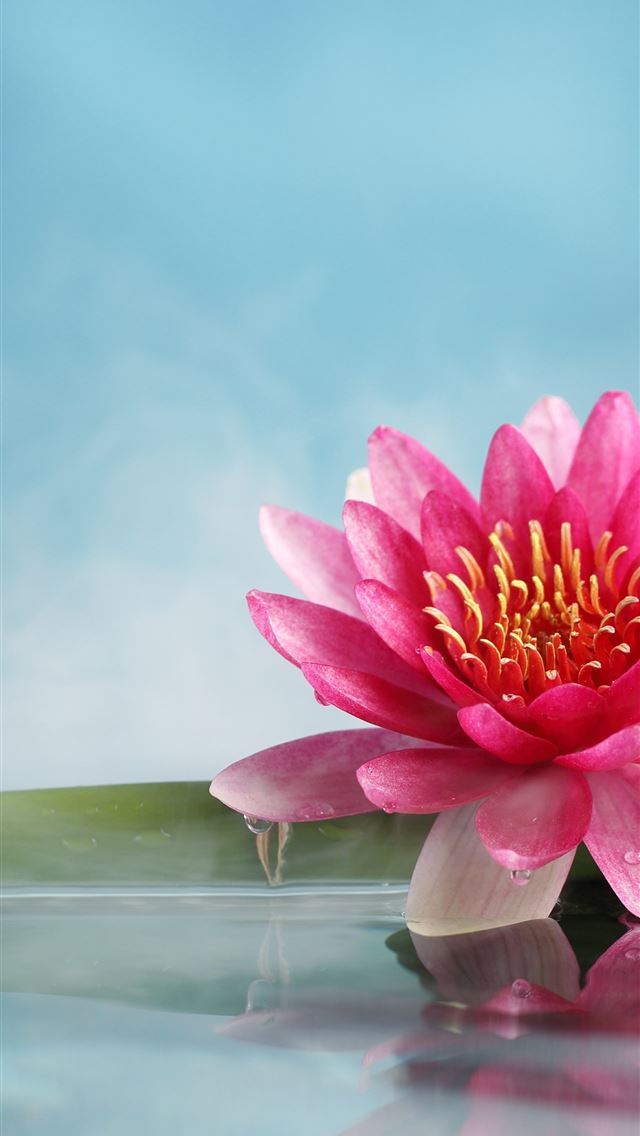 1284x2778 lotus flower - lotus flower iPhone Wallpaper