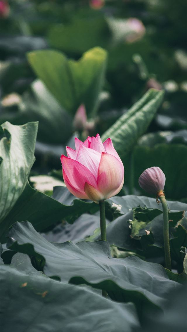 1284x2778 Best Lotus Flower Photography teahub io - lotus flower iPhone Wallpaper