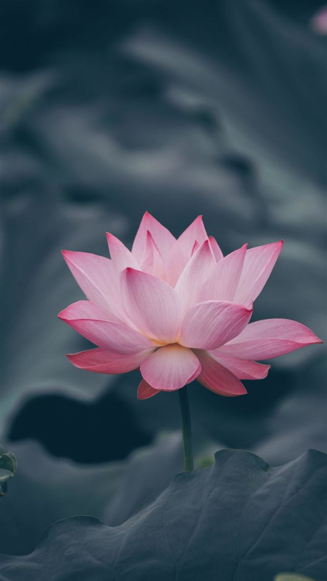 1284x2778 lotus flower - lotus flower iPhone Wallpaper