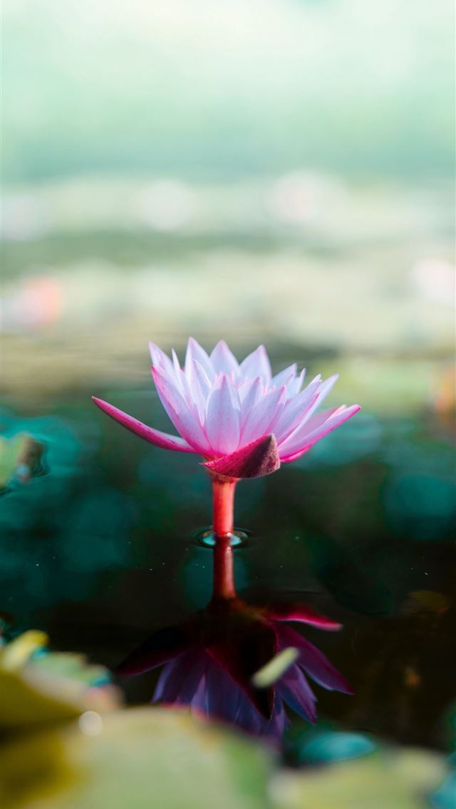 1284x2778 Lotus Flower Samsung - lotus flower iPhone Wallpaper