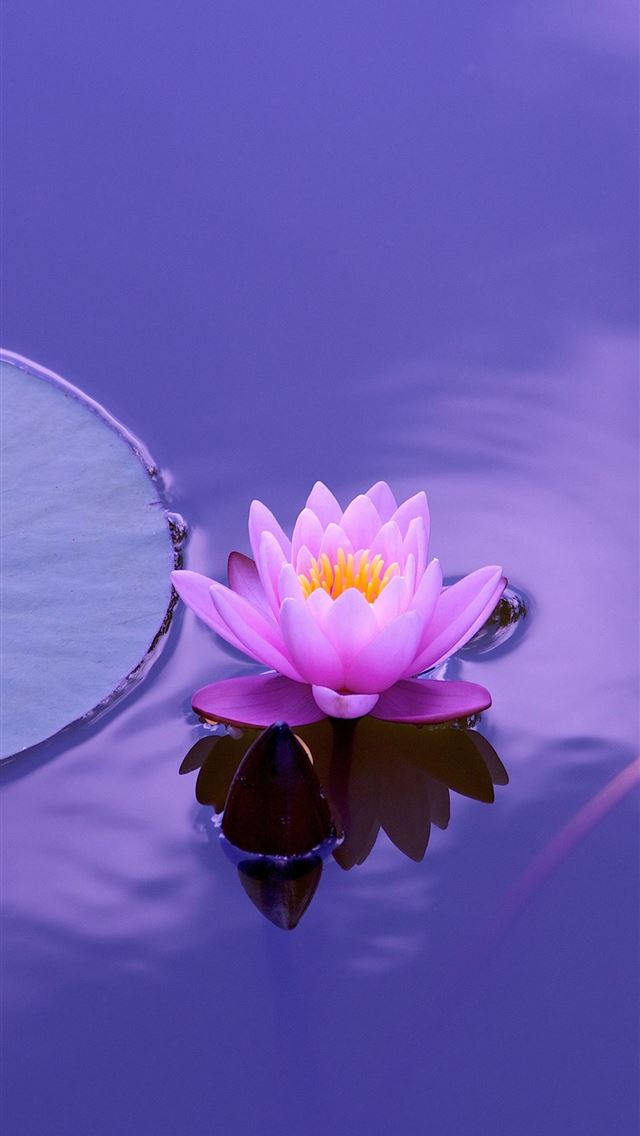 1284x2778 lotus flower - lotus flower iPhone Wallpaper