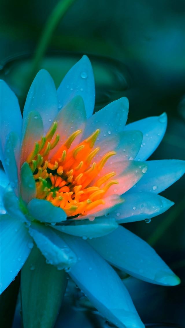 1284x2778 Blue Lotus Flower 14 Lotus Flower Pictures Images ... - lotus flower iPhone Wallpaper