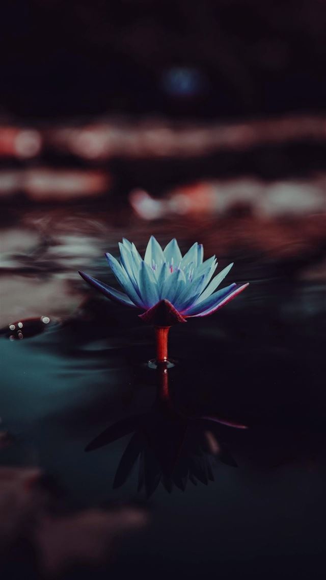 1284x2778 lotus flower - lotus flower iPhone Wallpaper