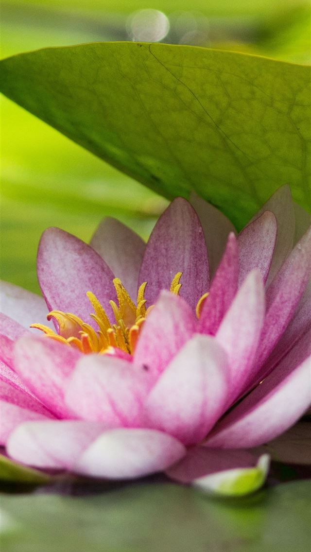 1284x2778 lotus flower - lotus flower iPhone Wallpaper
