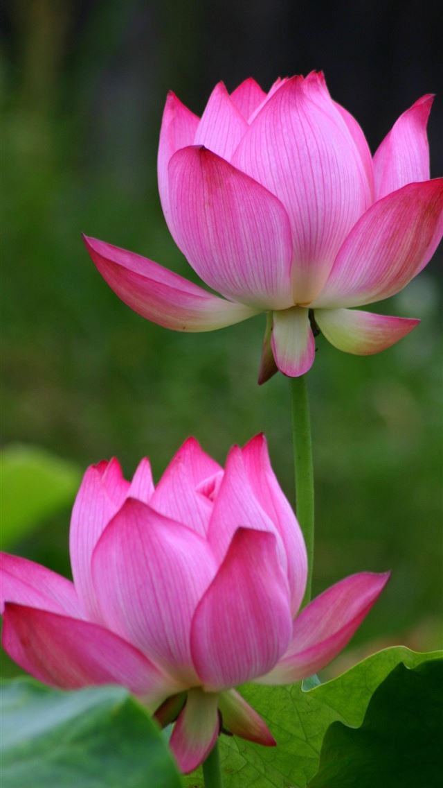 1284x2778 lotus taken on Jun 1 - lotus flower iPhone Wallpaper