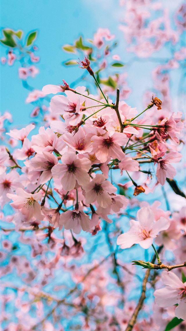1284x2778 cherry blossoms - cherry blossoms iPhone Wallpaper