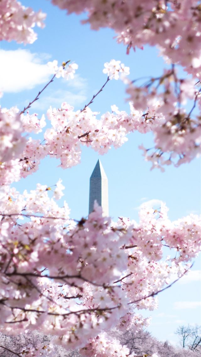 1284x2778 cherry blossoms - cherry blossoms iPhone Wallpaper