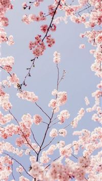 Best Cherry blossoms iPhone HD Wallpapers - iLikeWallpaper