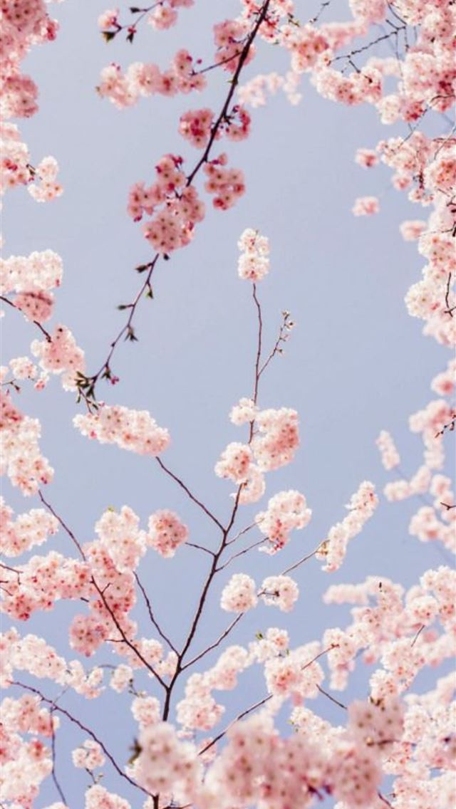 1284x2778 cherry blossoms - cherry blossoms iPhone Wallpaper
