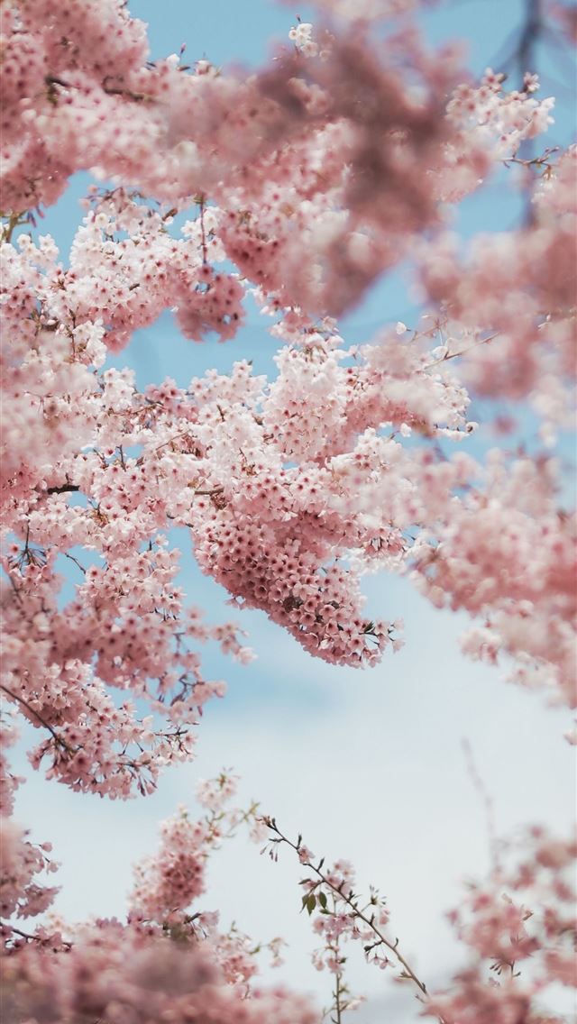 1284x2778 Anime Cherry Blossoms Cave - cherry blossoms iPhone Wallpaper