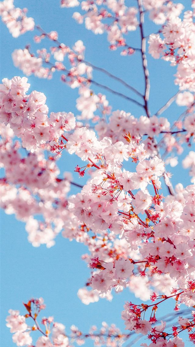 1284x2778 cherry blossoms - cherry blossoms iPhone Wallpaper