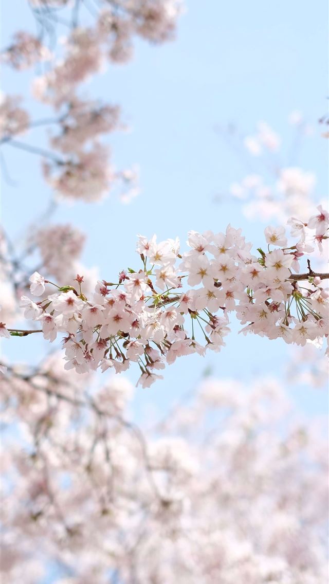 1284x2778 cherry blossoms - cherry blossoms iPhone Wallpaper