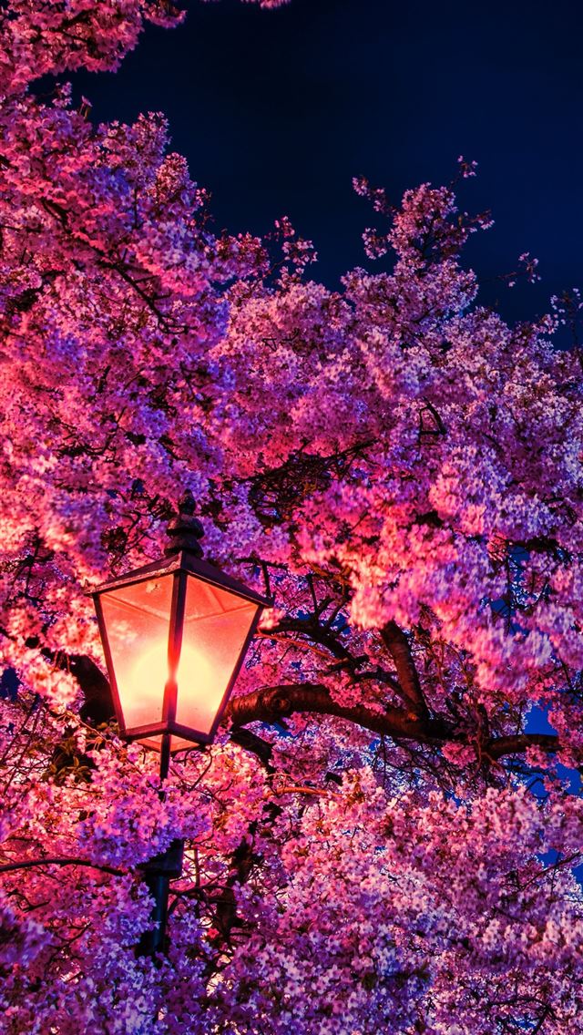 1284x2778 cherry blossoms - cherry blossoms iPhone Wallpaper