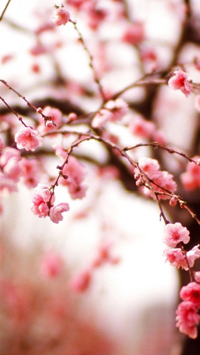 640x1136 cherry blossoms -  iPhone Wallpaper