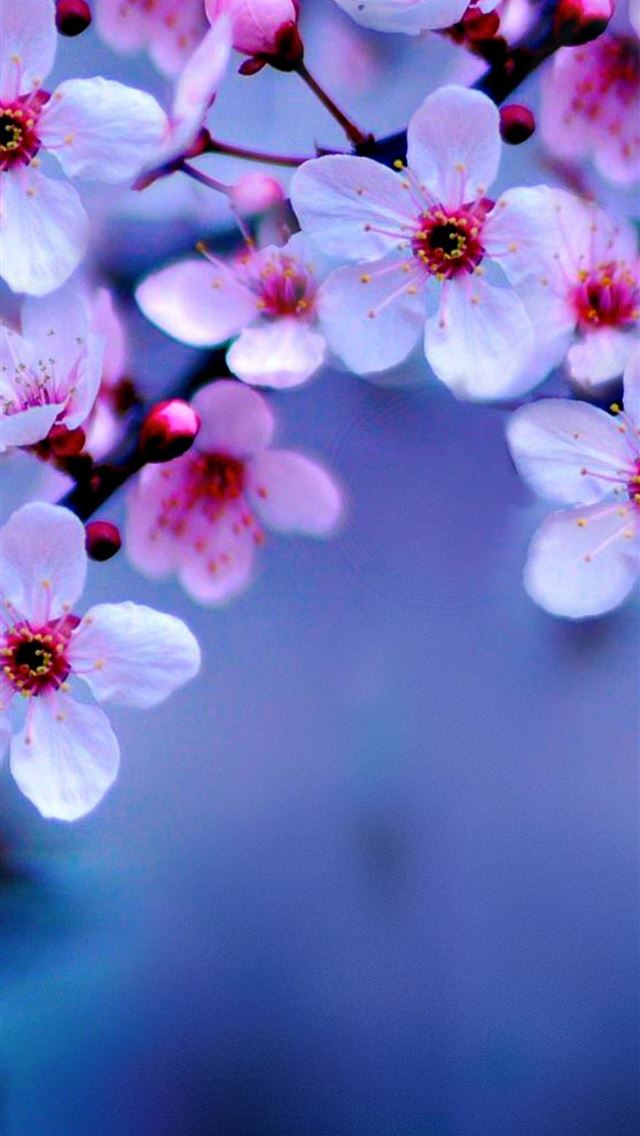 1284x2778 cherry blossoms - cherry blossoms iPhone Wallpaper