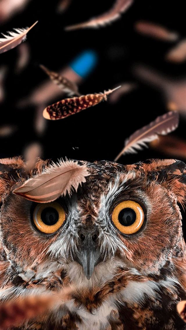 1284x2778 Beautiful Owl Top Free Beautiful Owl Backgrounds A... - owl iPhone Wallpaper