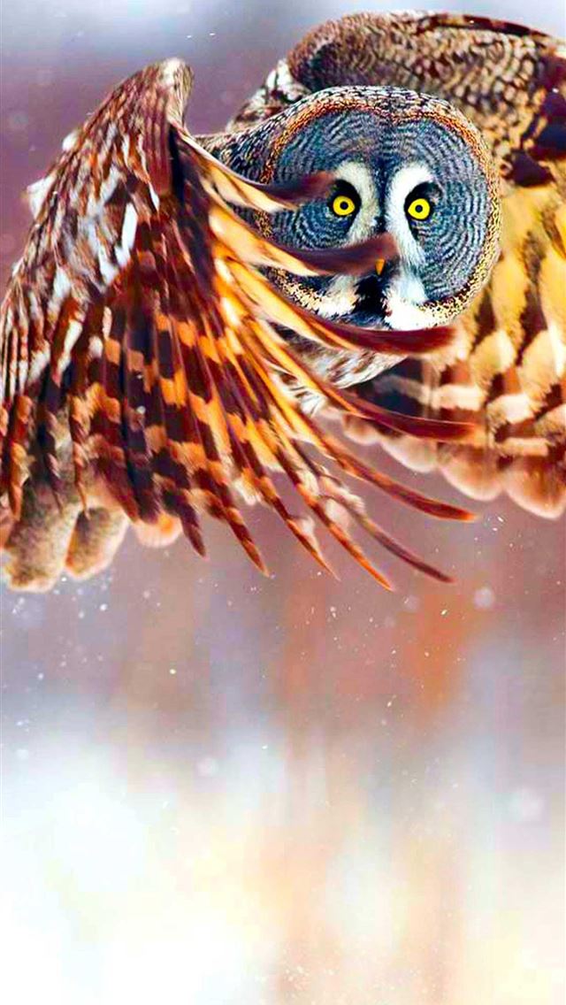 1284x2778 Cool Owl Top Free Cool Owl Backgrounds Access - owl iPhone Wallpaper