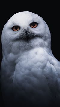 White owl portrait wallpaper