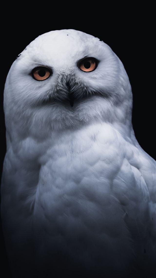 1284x2778 White owl portrait - owl iPhone Wallpaper