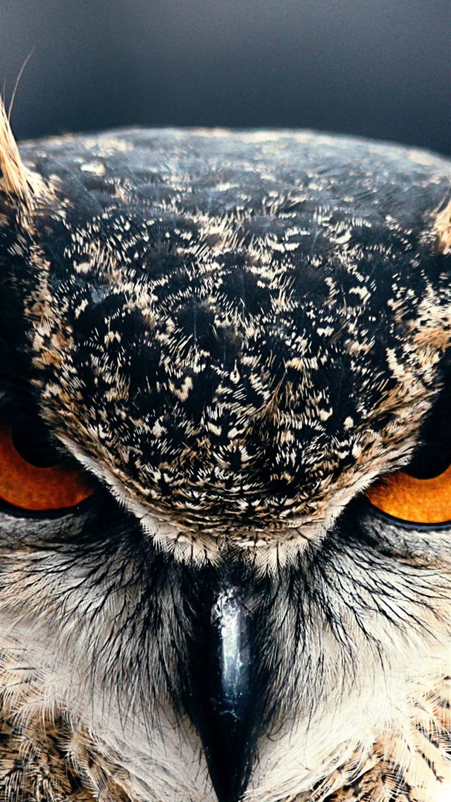 1284x2778 Owl 4k HD Eyes wild nature gray OS - owl iPhone Wallpaper