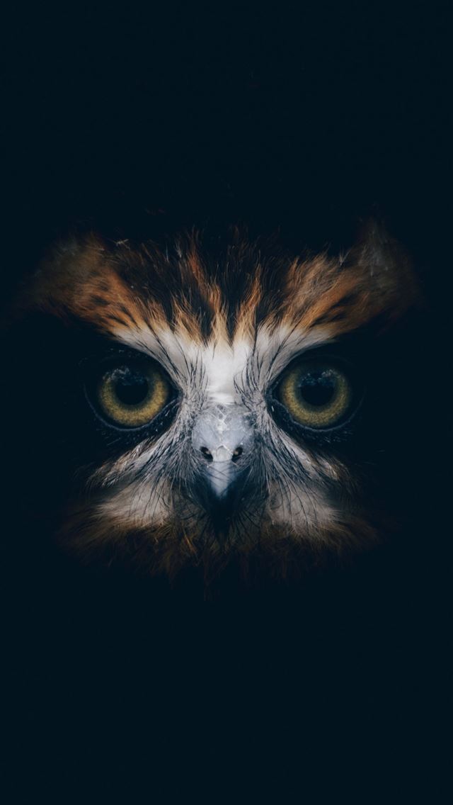 1284x2778 muzzle owl samsung galaxy s8 samsung galaxy s8 plu... - owl iPhone Wallpaper