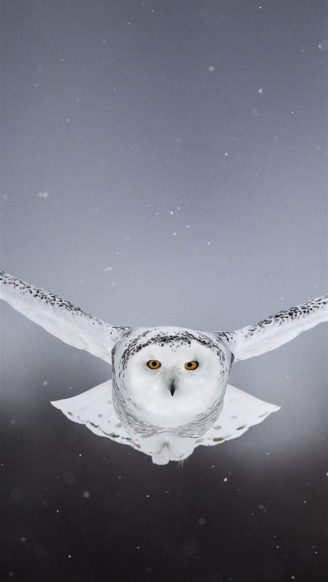 1284x2778 Flying Owl Hd Android Cave - owl iPhone Wallpaper