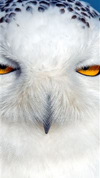 Latest Owl iPhone HD Wallpapers - iLikeWallpaper