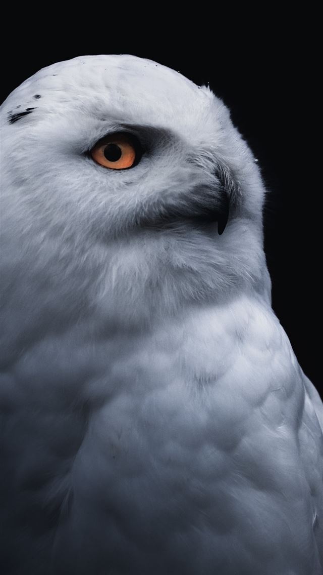 1284x2778 yellow eye bird white owl lg v30 lg g6 hd image ba... - owl iPhone Wallpaper