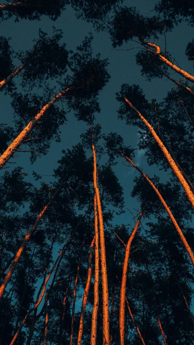 1284x2778 Max HD trees trunks crowns treetops  -  iPhone Wallpaper