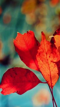 blue ridge parkway wallpaper