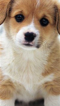 puppies wallpaper