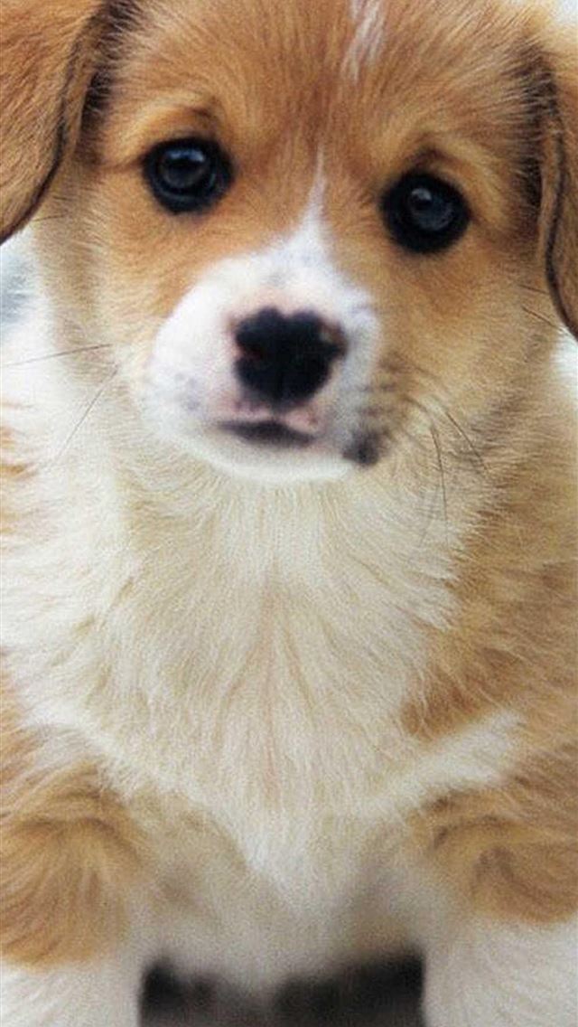 1284x2778 puppies - puppies iPhone Wallpaper