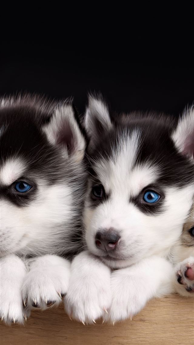 1284x2778 puppies - puppies iPhone Wallpaper