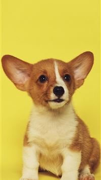 puppies wallpaper