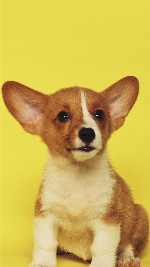 1284x2778 puppies - puppies iPhone Wallpaper