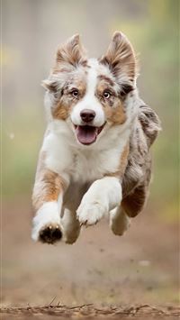 puppies wallpaper