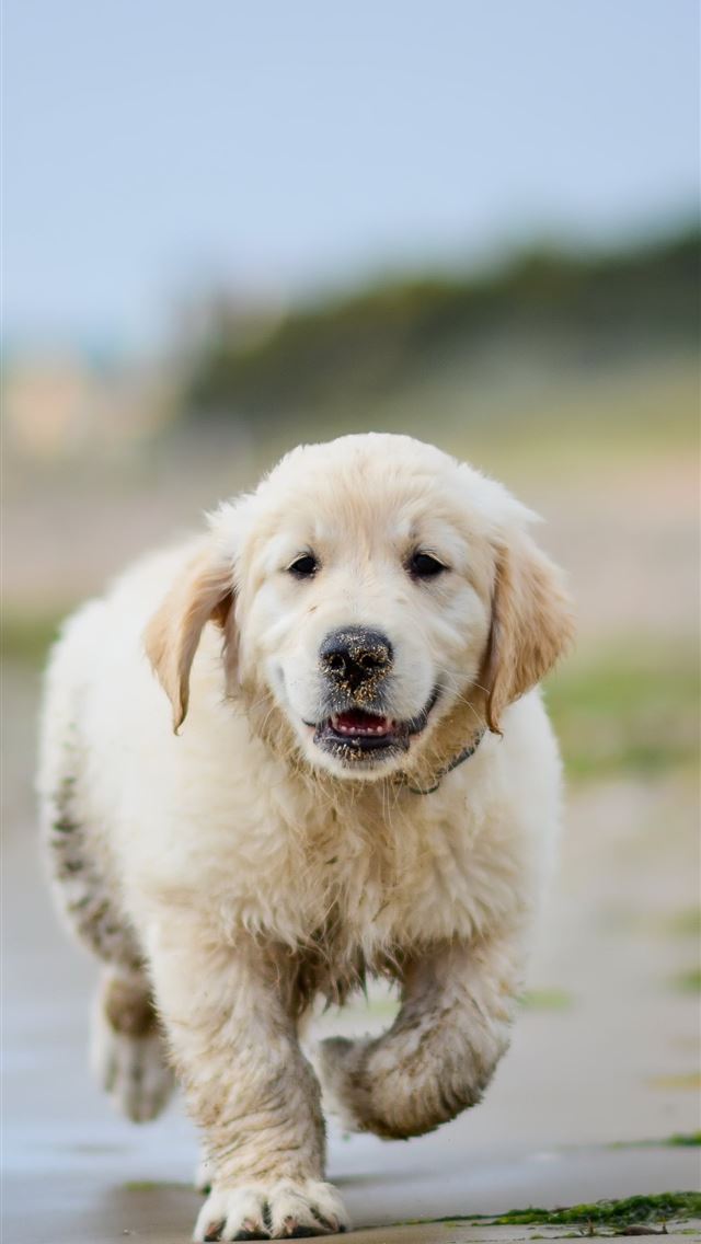 1284x2778 puppies - puppies iPhone Wallpaper