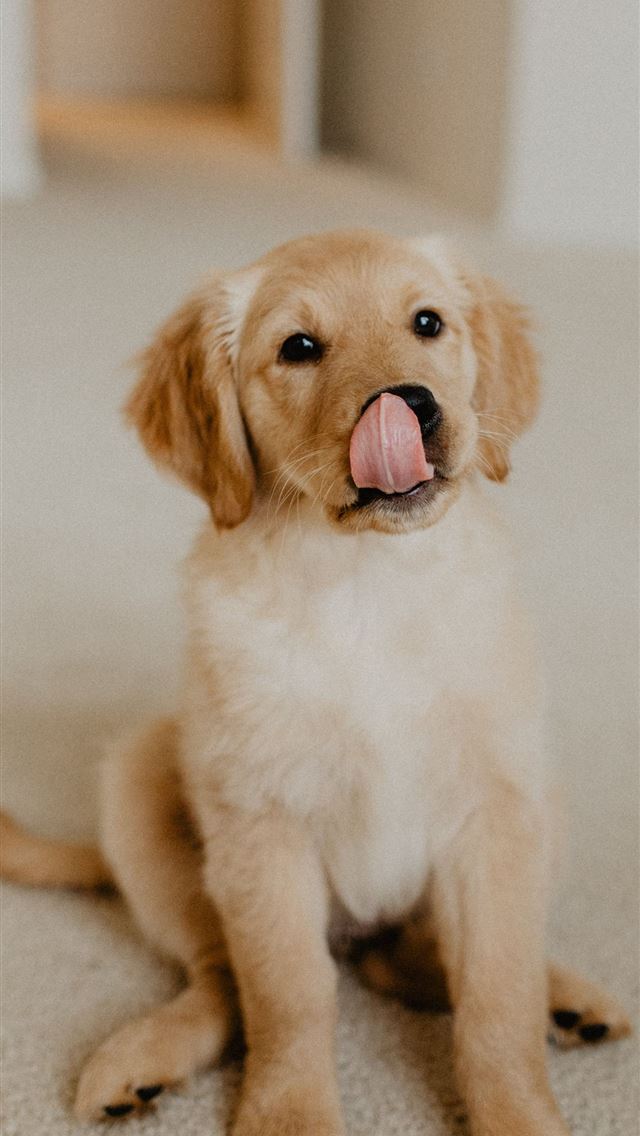 1284x2778 puppies - puppies iPhone Wallpaper