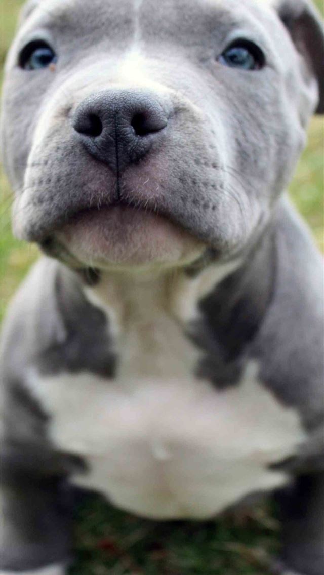 1284x2778 Cute Pitbull Puppies on Dog - puppies iPhone Wallpaper