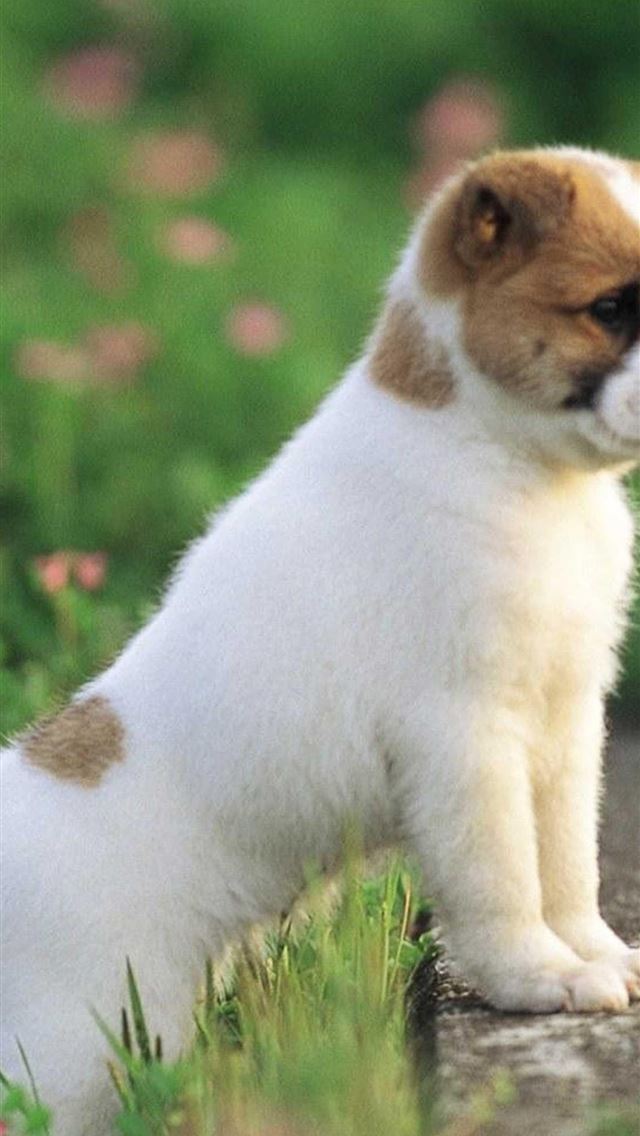 1284x2778 Puppies Hd posted by Christopher Peltier - puppies iPhone Wallpaper