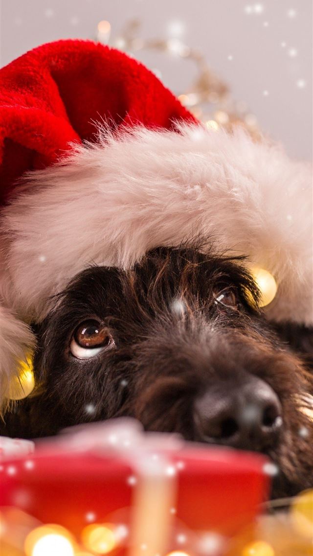 1284x2778 Christmas Cute Puppies Cave - puppies iPhone Wallpaper