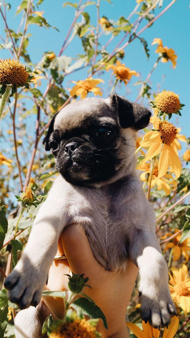 1284x2778 Flowers and Puppies on Dog - puppies iPhone Wallpaper